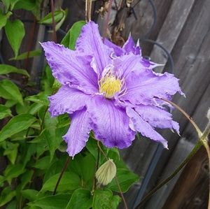 Meet your Posher, Yolanda